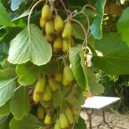 Bed and breakfast La Maison O Kiwis - D'hotes 3*